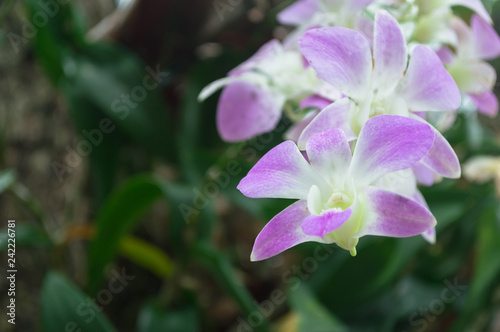 Orchid flower in pink in the garden