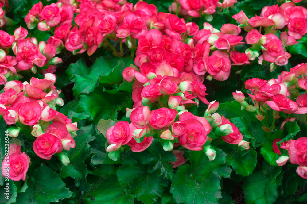 Pink begonia flower and green Leaves in the garden.
