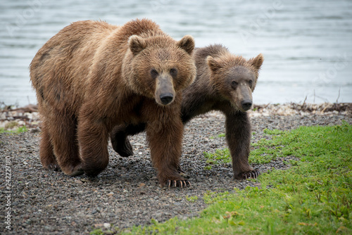 Russian Brown Bear