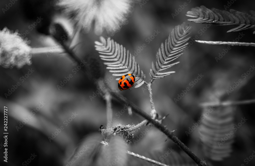 Fototapeta premium biedronki zbliżenie zwierzę owad tło