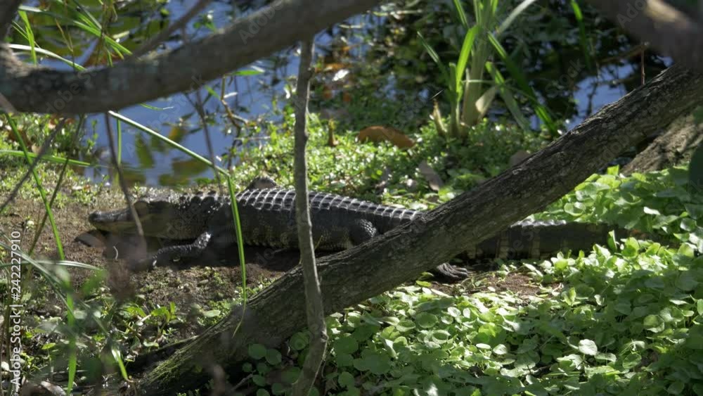 alligator sleeping alligator sleeping