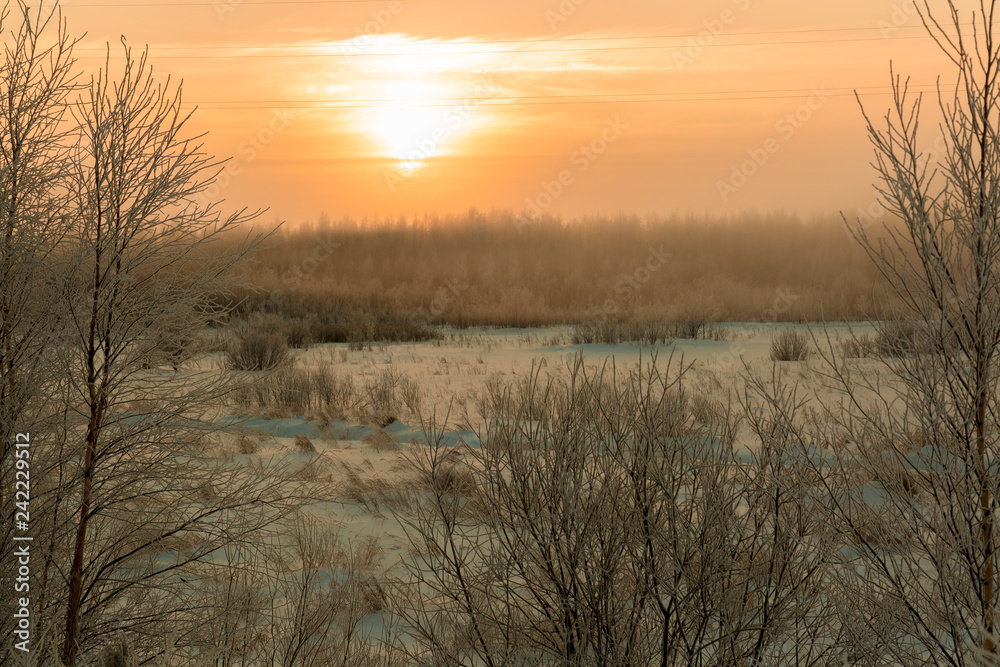Sunset over the shallow forest in January Sunset over the shallow forest in January