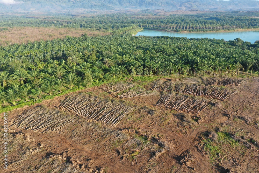 Deforestation and palm oil plantations in Thailand 