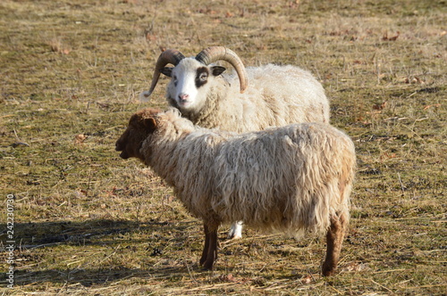 Two of a Kind