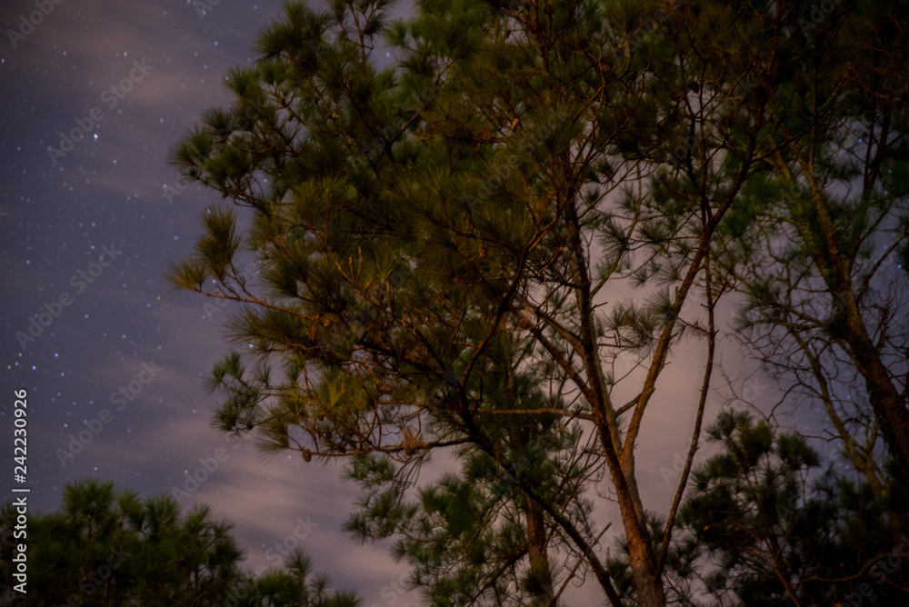 Obraz premium tree in the sky at night