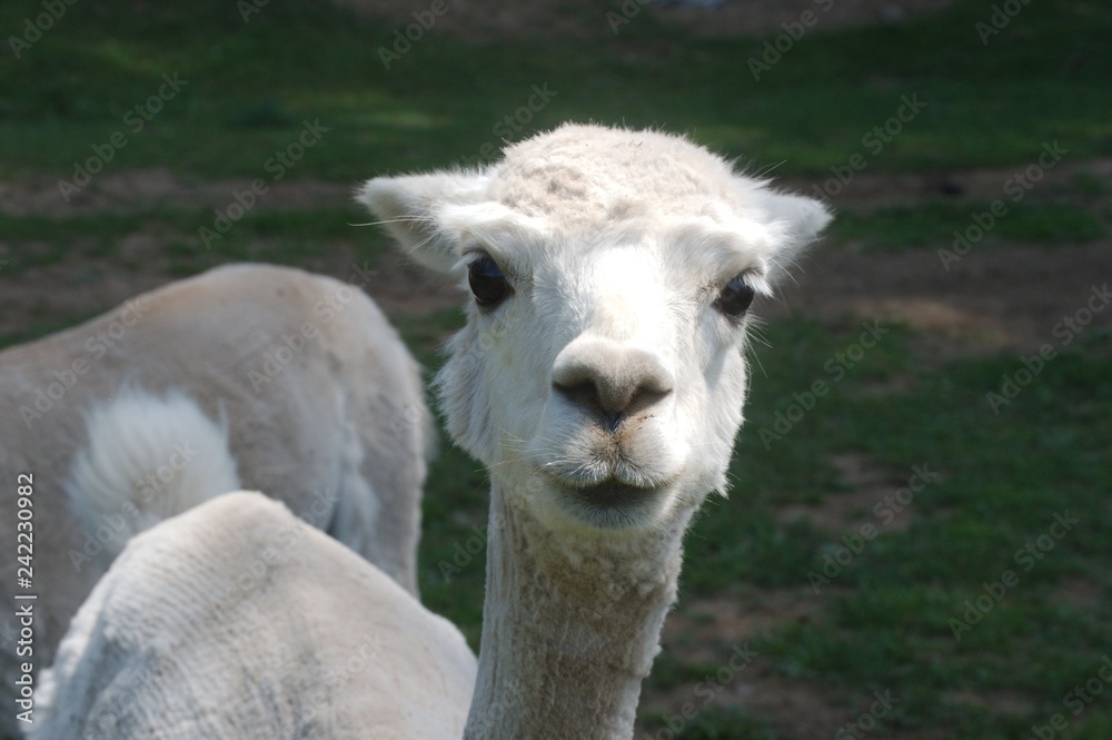 Obraz premium Watching Me