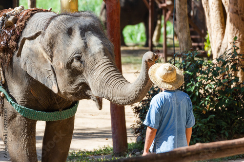 Photography The Thai Elephant Conservation Center (TECC), Mahouts show how to train an elephant, Train elephants to wear a hat for men