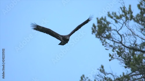 Slow motion of bald eagle flying over forest on coast during blue hour photo