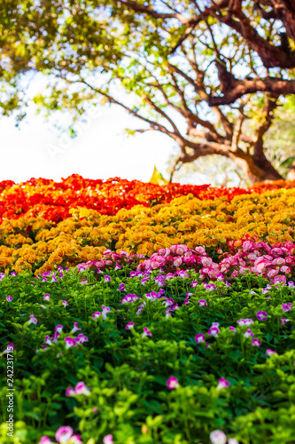 Beautiful garden of colorful flowers