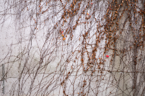 Vines on the wall