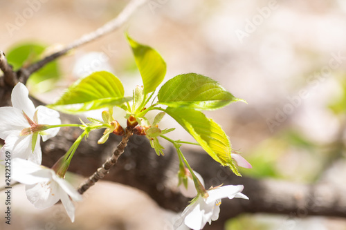 木漏れ日に輝く桜の若葉