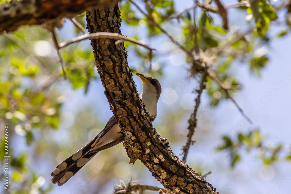 Yellow-billed Cuckoo