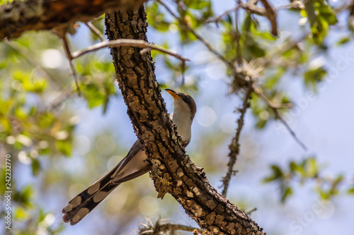 Yellow-billed Cuckoo photo