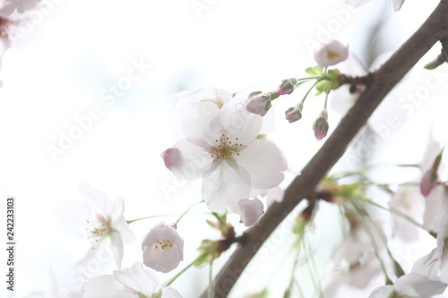 咲き始めの桜 © 利亮 野江
