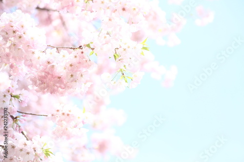 Fotografia 青い空に映えるピンクの桜