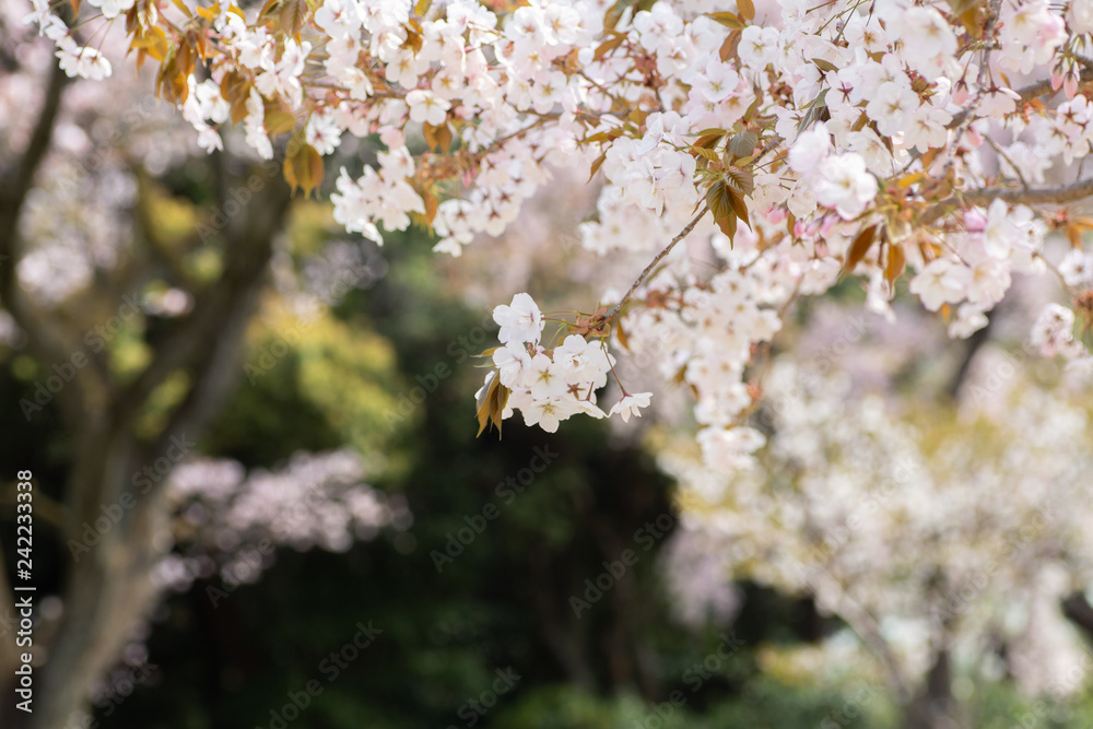 Obraz premium 花盛りの桜