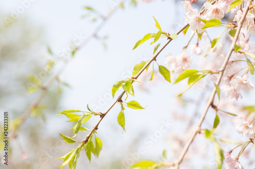 枝垂れ桜の花と葉