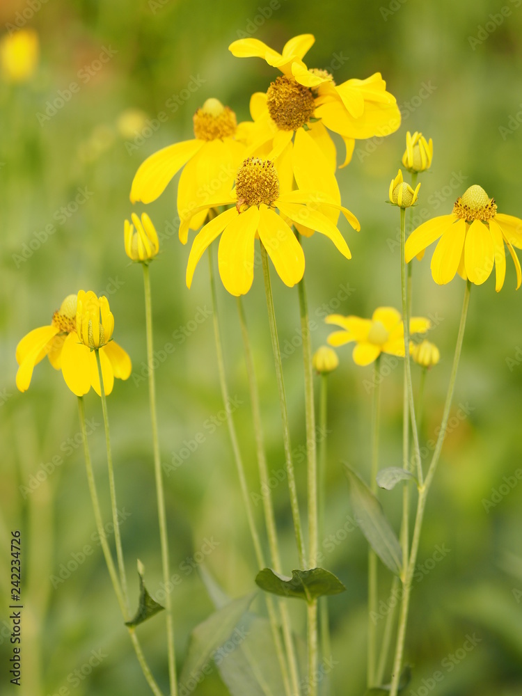 Fototapeta premium yellow flower beautiful blakground nature