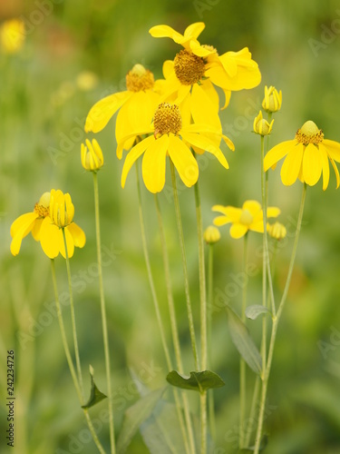 Fototapeta Naklejka Na Ścianę i Meble -  yellow flower beautiful blakground nature