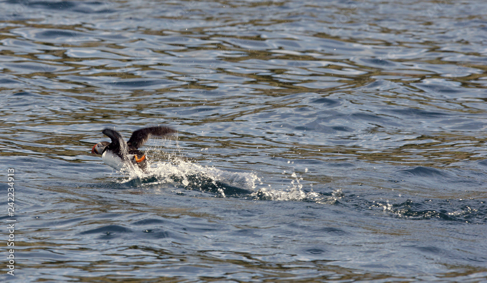 Fototapeta premium Atlantic Puffins Taking off
