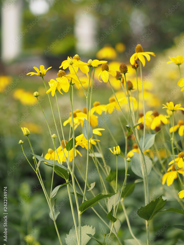 yellow flower beautiful blakground nature yellow flower beautiful blakground nature