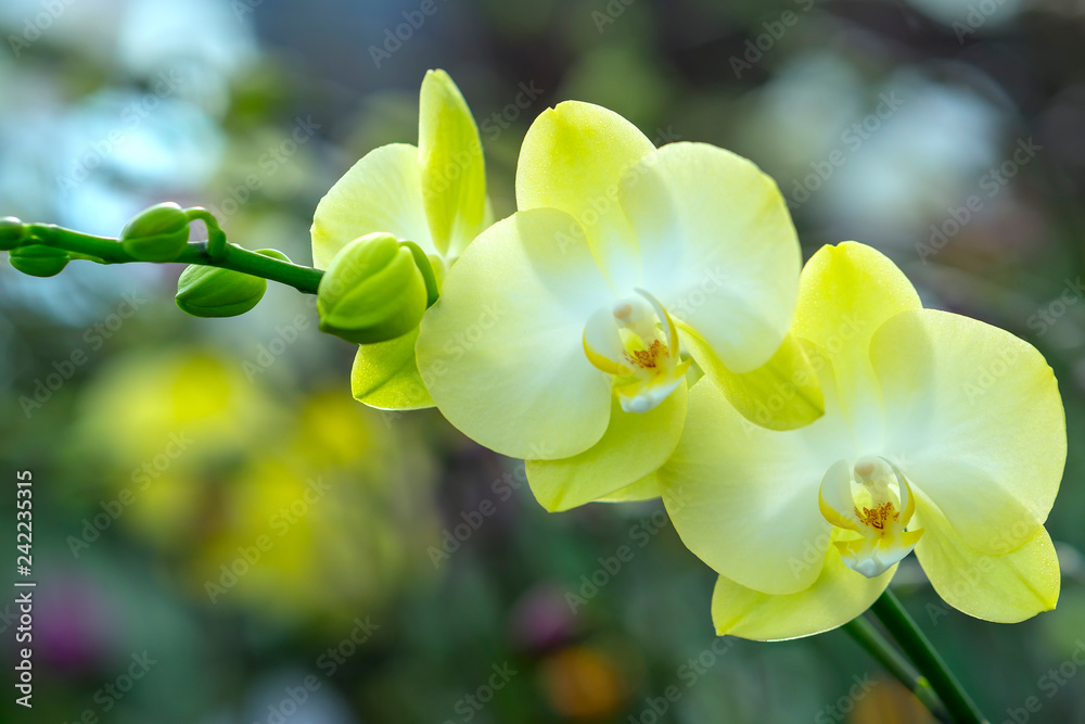 Obraz premium Phalaenopsis orchids flowers bloom in spring adorn the beauty of nature. 