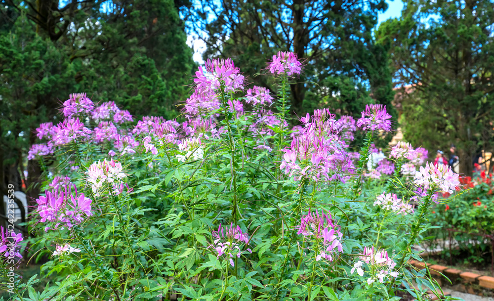 Cleome spider flower blooms in a beautiful garden Cleome spider flower blooms in a beautiful garden