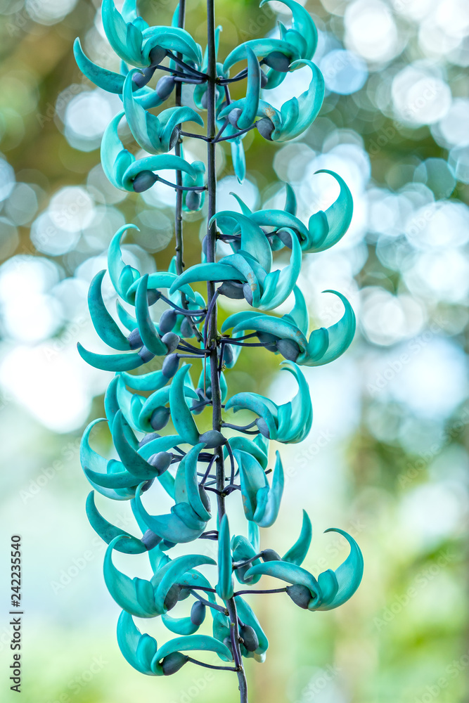 Strongylodon macrobotrys/ Jade Vine bloom as beautiful tiger nails in the garden. They come from