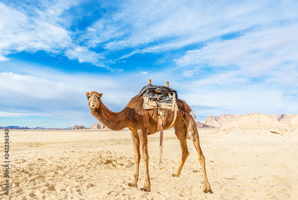 Image of camel in desert Wadi Rum, Jordan. foto de Stock | Adobe Stock