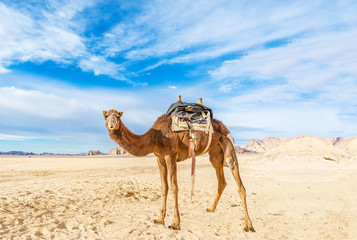 Fotobehang Kameel Kameel in Wadi Rum Jordanië  © Irina84