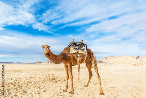 Image of camel in desert Wadi Rum, Jordan.