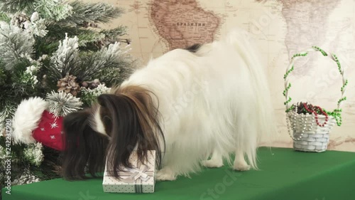 Papillon dog pulls out a toy from gift box near the New Year tree stock footage video photo