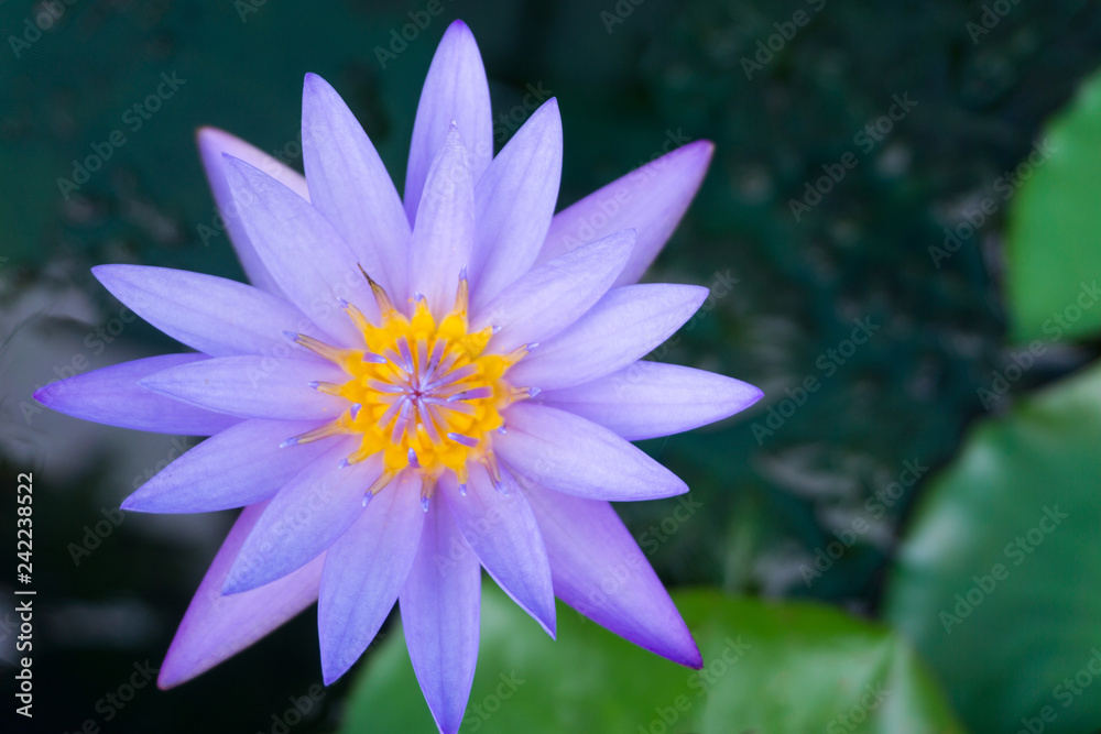 Purple lotus is blooming in lotus pond ,isolated background Purple lotus is blooming in lotus pond ,isolated background