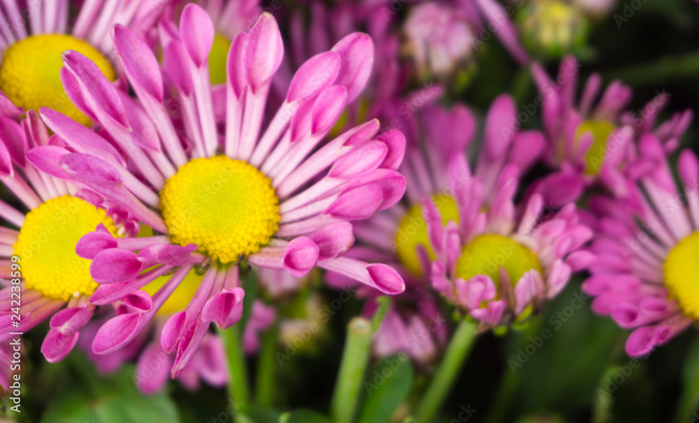 Beautyful pink mums flowers is blooming in pot at flower market,blur background,chrysanthemum Beautyful pink mums flowers is blooming in pot at flower market,blur background,chrysanthemum