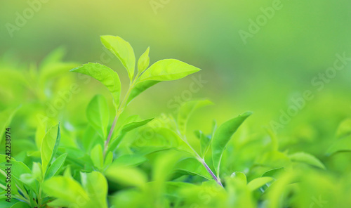 Green tree leaf on blurred background in the park with copy space and clean pattern. Close-up nature leaves in field for use in web design or wallpaper.
