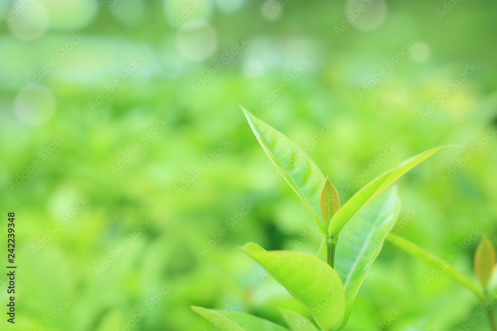 Green tree leaf on blurred background in the park with bokeh background. Close-up nature leaves in field for wallpaper. Green tree leaf on blurred background in the park with bokeh background. Close-up nature leaves in field for wallpaper.