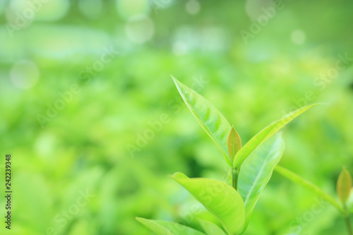 Green tree leaf on blurred background in the park with bokeh background. Close-up nature leaves in field for wallpaper.
