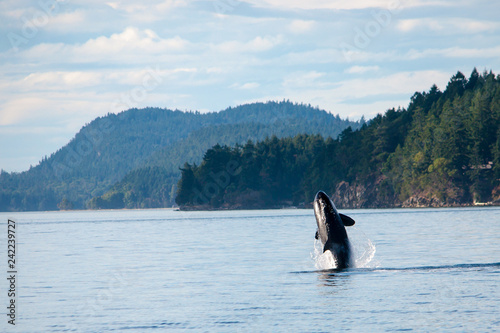 The King of the Salish Sea