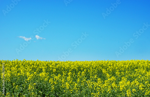 Canola field with blue sky