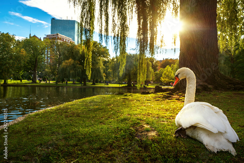 Fototapeta Naklejka Na Ścianę i Meble -  White swan in lake