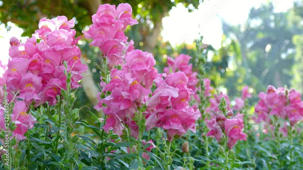 Beautiful pink flower moving by wind in the garden
Beautiful pink flower moving by wind in the garden