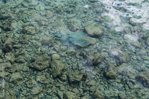 Bluespotted ribbontail ray (Taeniura lymma) in a Red sea