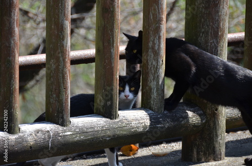 Canvas Print Japanese wild cats