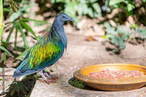 A colorful Nicobar Pigeon standing near a feeding plate in a zoo photo