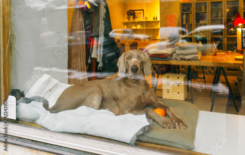 Showcase sewing studio dog windowsill Cozy atmosphere Stockholm Sweden