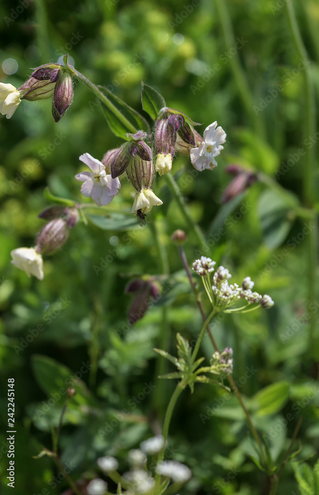 Fototapeta premium Subalpine wild flowers summer.