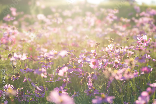 Pink cosmos flower field with sunlight