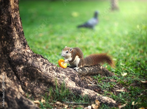 Squirrel eating orange at trunk of a tree