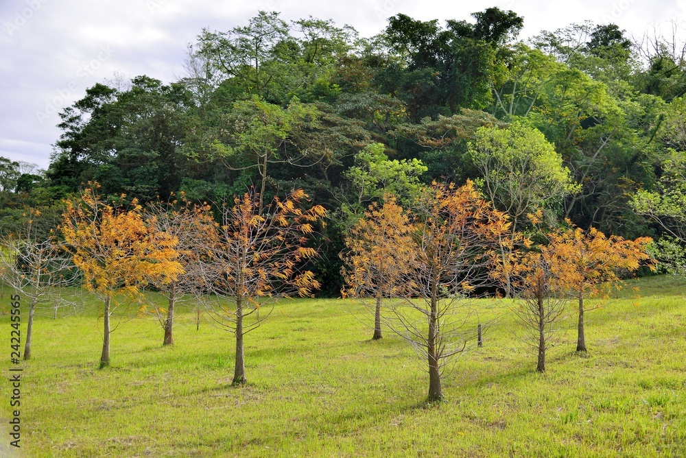 Colorful winter Bald Cypress tree,Taiwan