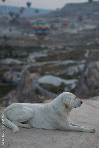 Fototapeta Naklejka Na Ścianę i Meble -  犬